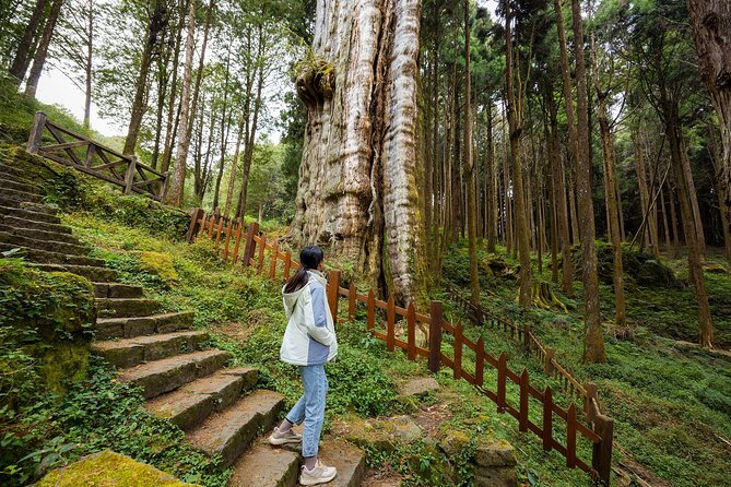 Alishan Taiwan 2 Day Private Tour from Taipei - Why Alishan Sunrise and the Forest Train Matter
