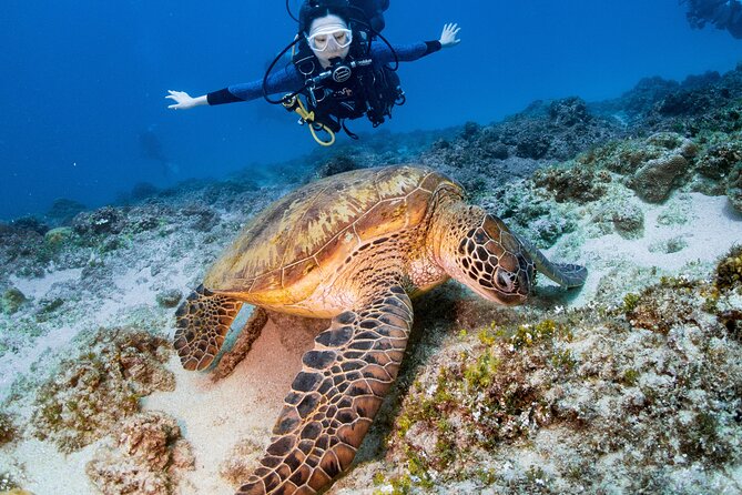 Discover Scuba Diving With Sea Turtles - Xiaoliuqiu, Taiwan - Key points to know before you go