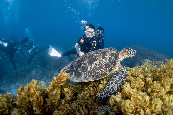 Discover Scuba Diving With Sea Turtles - Xiaoliuqiu, Taiwan - Your first skills lesson, no scuba certification needed