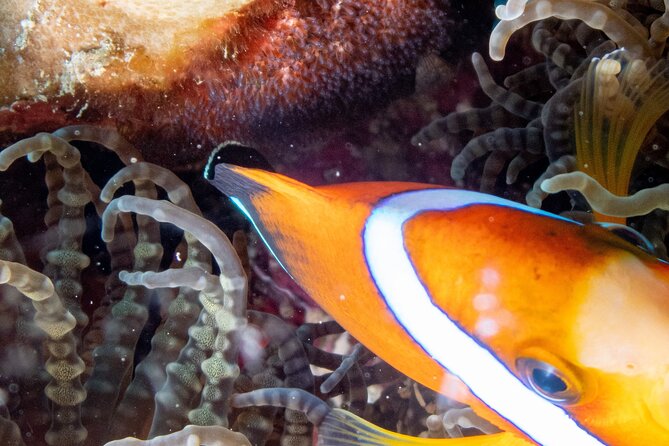 Discover Scuba Diving With Sea Turtles - Xiaoliuqiu, Taiwan - Stop at Xiao Liu Qiu: how your underwater time is shaped