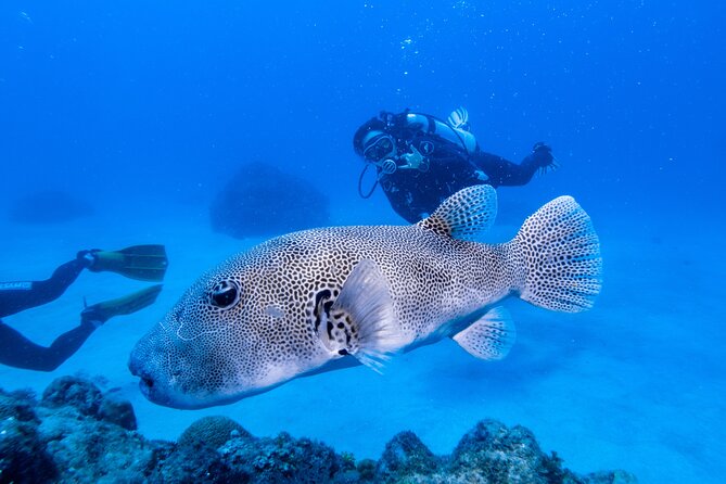 Discover Scuba Diving With Sea Turtles - Xiaoliuqiu, Taiwan - Price and what makes it feel like good value