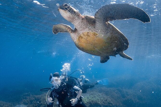 Discover Scuba Diving With Sea Turtles – Xiaoliuqiu, Taiwan - What you might see: green turtles and more marine life