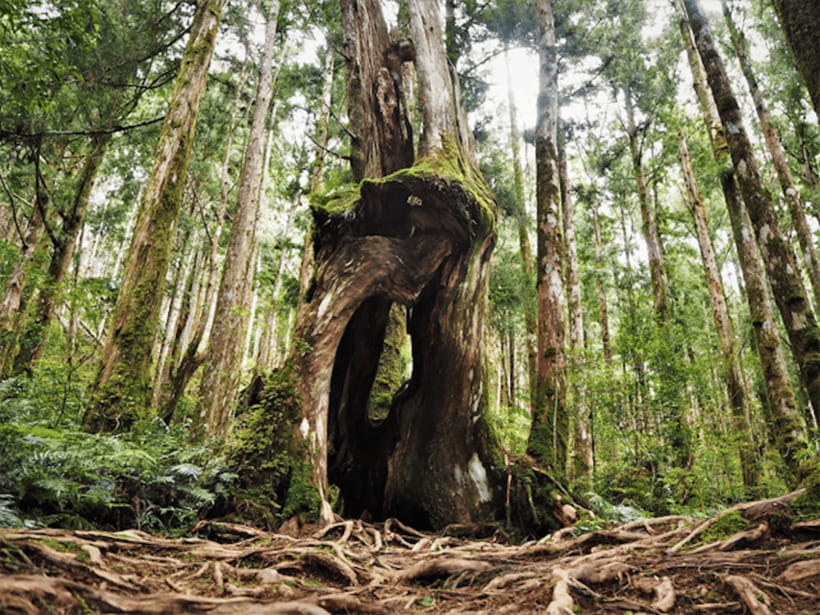 From Taipei: Taipingshan National Forest Private Day Tour - Quick Take: What Makes This Tour Work So Well