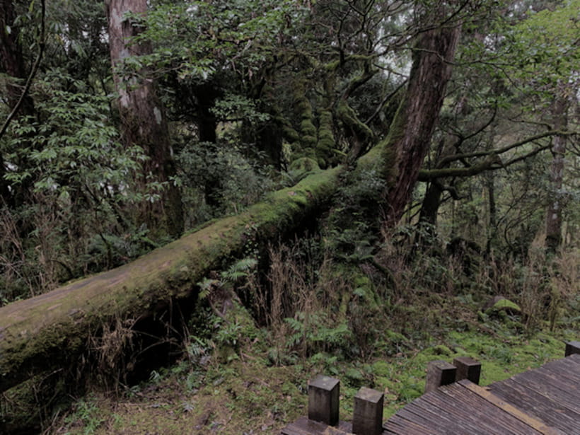 From Taipei: Taipingshan National Forest Private Day Tour - Taipingshan National Forest Recreation Area: Where the Forest Actually Takes Over