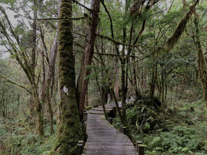 From Taipei: Taipingshan National Forest Private Day Tour - Jiuzhize (Renze) Hot Springs: Soak Time Plus a Local Food Ritual