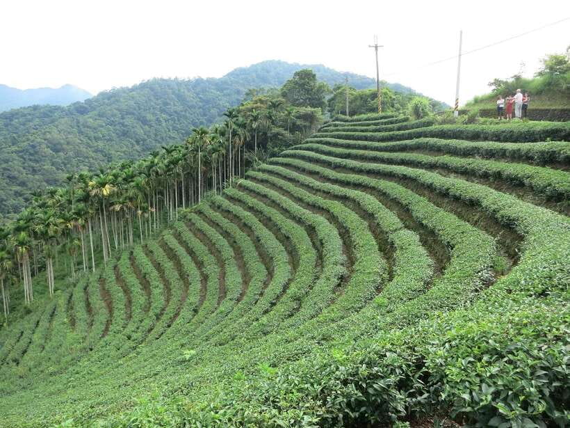 From Taipei: Thousand Island Lake and Pinglin Tea Plantation - Price and Value for a $40 Half-Day