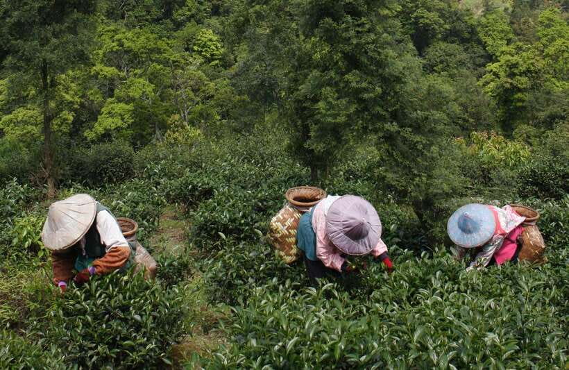 From Taipei: Thousand Island Lake and Pinglin Tea Plantation - Tips I’d Use Before You Go