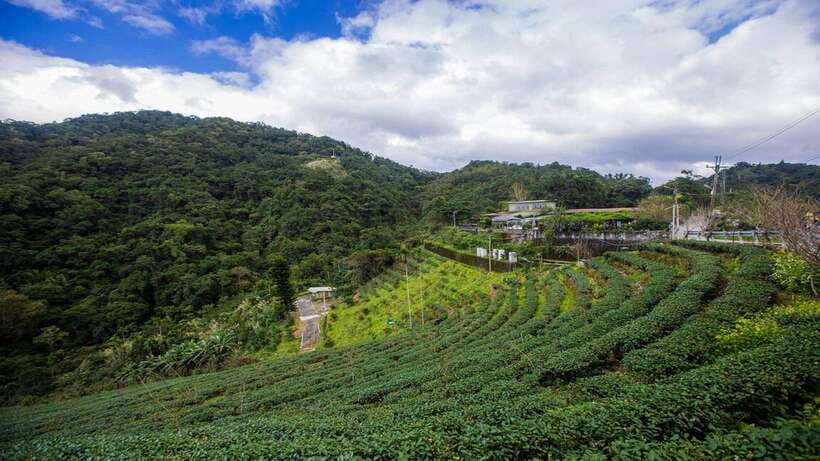 From Taipei: Thousand-Island Lake & Tea Museum Private Tour - Bagua Tea Plantation stroll: walking through the smell of tea