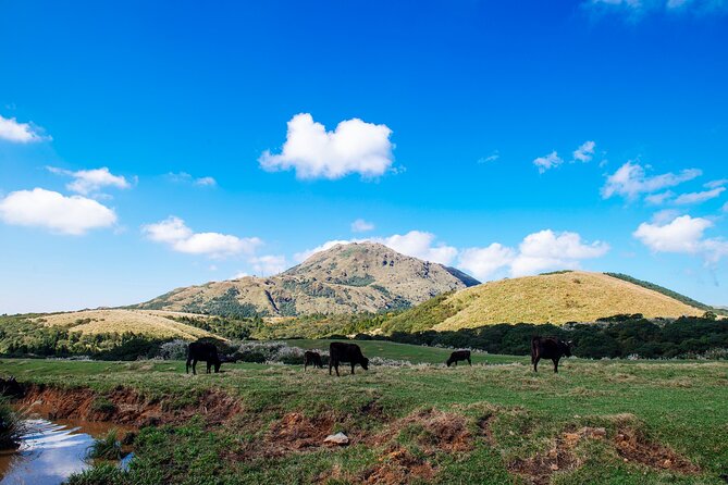Full-day Tour in Yangmingshan & Beitou from Taipei (Small Group) - A Volcanic-Heat Day Trip That Actually Feels Like Two Places