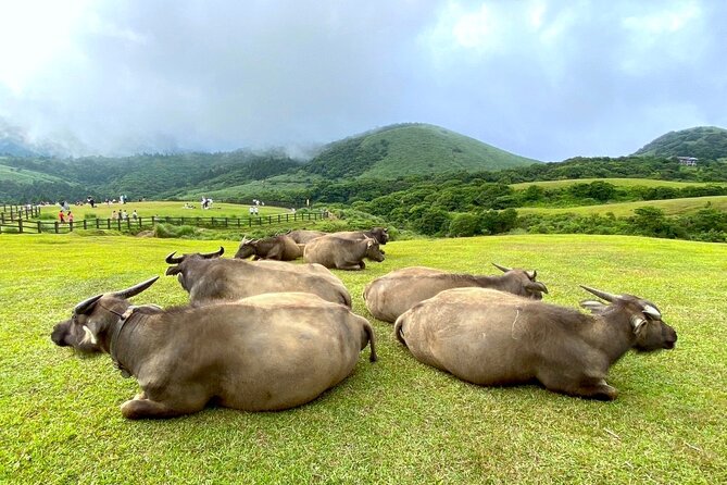 Full-day Tour in Yangmingshan & Beitou from Taipei (Small Group) - Yangmingshan National Park: Flowers, Buffaloes, and Taipei Views