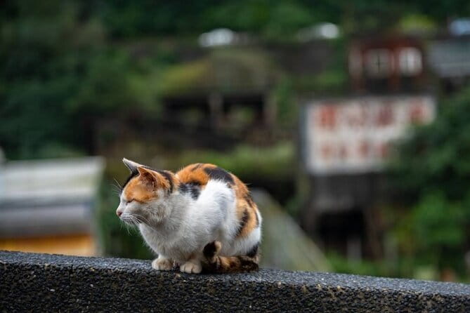 Jiufen, Shifen and Houtong Cat Village Private Tour - Why this Northern Taiwan loop works so well in a private day