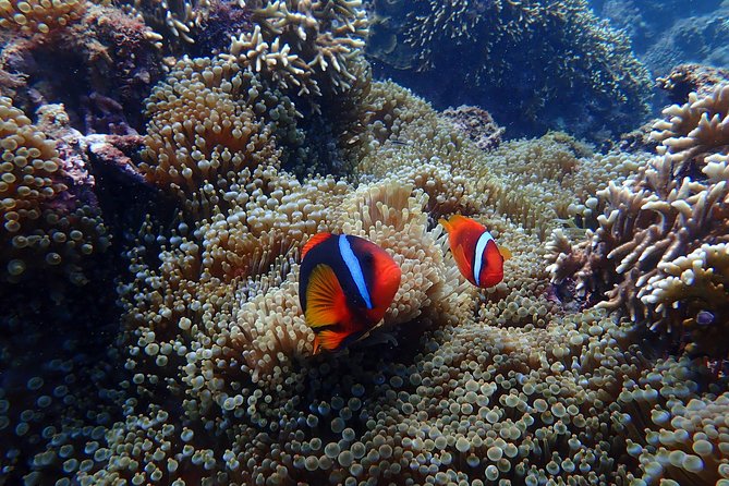Kenting, Taiwan｜Snorkeling Free underwater photography One-on-one with instructor｜Taiwan Diving Snorkeling - Underwater Photography That Actually Helps You Get Shots