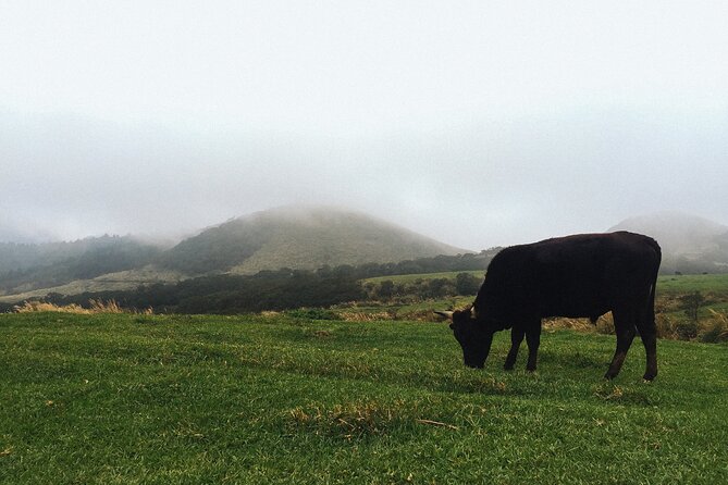 One Day Hike around Taipei's Yangmingshan National Park - Key Highlights You Will Actually Care About