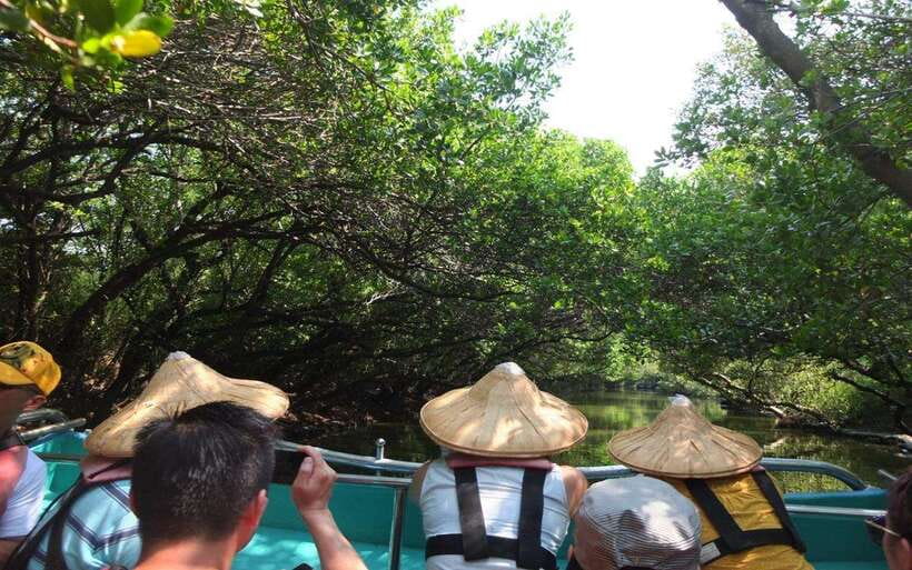 Tainan: Sicao Green Tunnel Scenic Boat Ride - Sicao Green Tunnel in Tainan: what the mangrove boat ride is really like