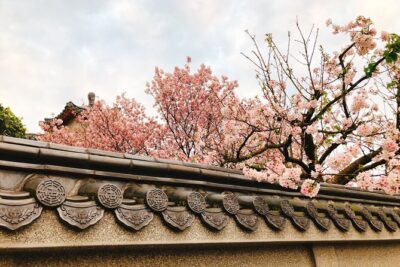Taipei Cherry Blossom Day Tour to Yangmingshan and Tamsui