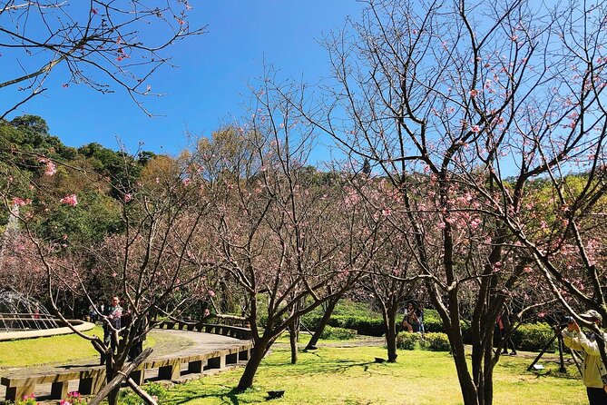 Taipei Cherry Blossom Day Tour to Yangmingshan and Tamsui - Tian Yuan Temple: The Cherry Blossom Moment Many People Aim For