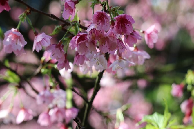 Taipei Cherry Blossom Day Tour to Yangmingshan and Tamsui - Price and Value: Is $85 a Fair Deal?