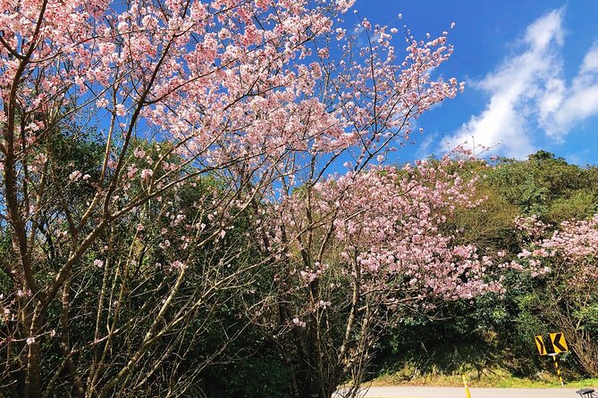 Taipei Cherry Blossom Day Tour to Yangmingshan and Tamsui - Group Tour Reality Check: Comfort, Crowds, and Pace