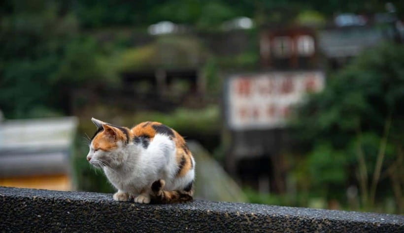 Taipei: Jiufen,Shifen & Houtong Cat Village Private Day Tour - Taipei hotel pickup, private transport, and how your guide reaches you
