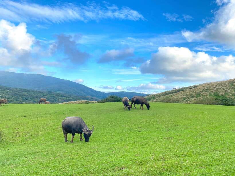 Taipei: Yangmingshan & Beitou Full-Day Tour - Entering the Taipei rhythm: how the day actually moves