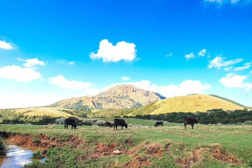 Taipei: Yangmingshan & Beitou Full-Day Tour - Guide quality and group size: the difference between a great day and a frustrating one