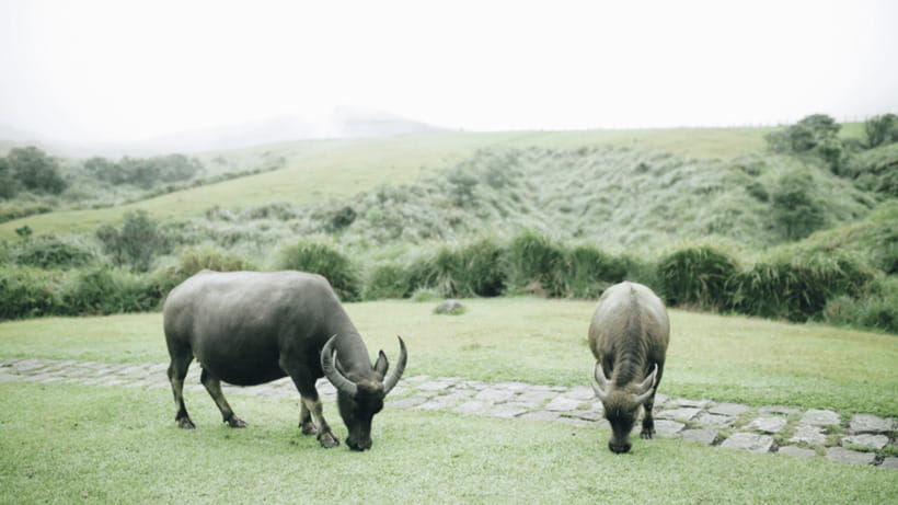 Taipei: Yangmingshan National Park Half-Day Tour - Guide energy matters more than you think