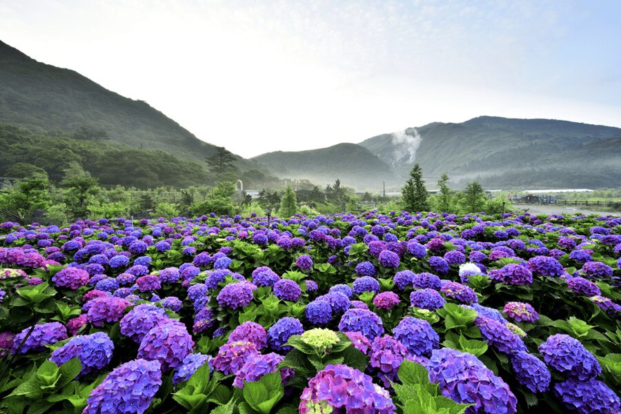Taipei: Yangmingshan, Shifen, Jiufen & Yehliu Private Tour - Yangmingshan’s Flower Clock and Zhuzihu: small stops, big payoff