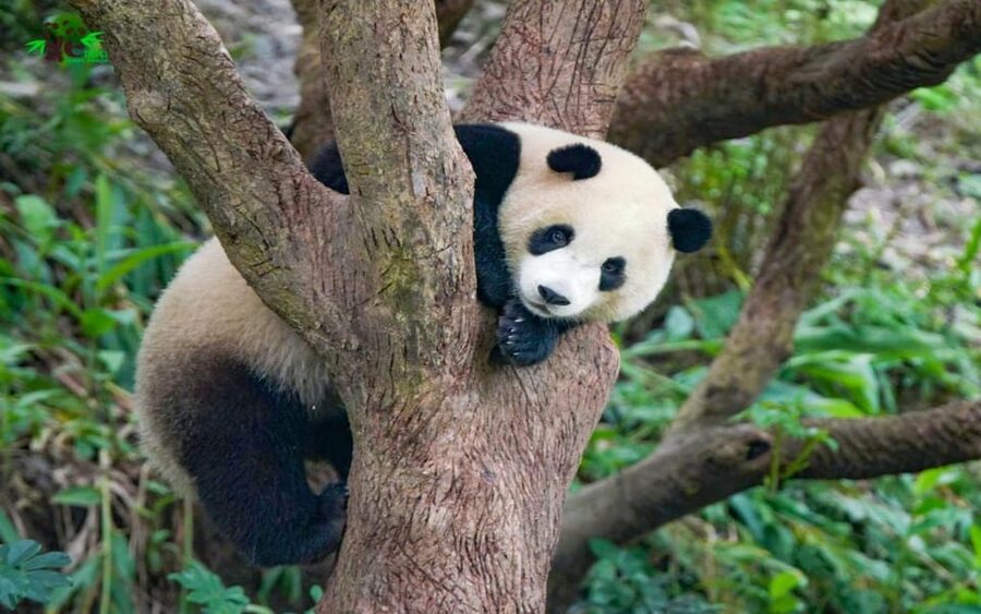 Taipei: Zoo Entrance Ticket - Who this day ticket suits best, and who might want a different plan