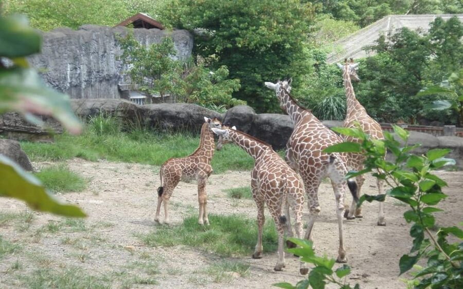 Taipei: Zoo Entrance Ticket - Practical tips that make the day smoother
