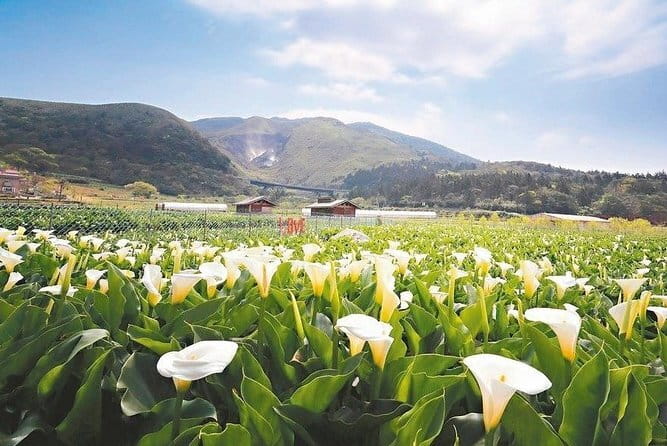 Taiwan TST : Private Tour Taipei, Yangmingshan, Beitou, Tamsui - Yangmingshan National Park: Grassland, Trails, and Volcanic Heat
