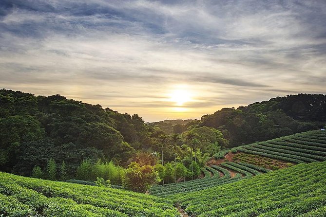 Tea of Taipei: Small-Group Tour with Taipei City Sightseeing - Key highlights you should care about
