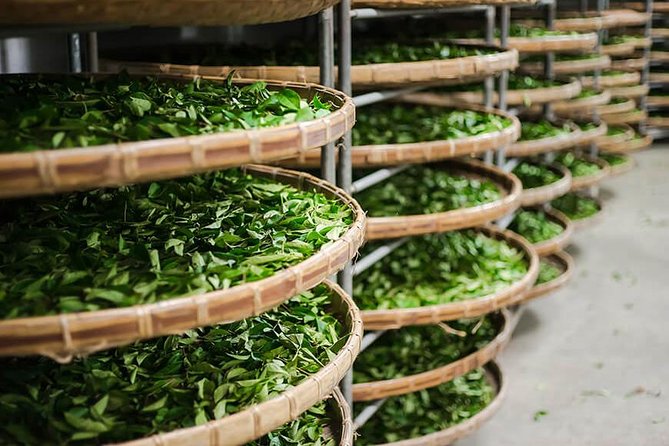 Tea of Taipei: Small-Group Tour with Taipei City Sightseeing - Tea growing areas and the Tea Museum: where the basics click