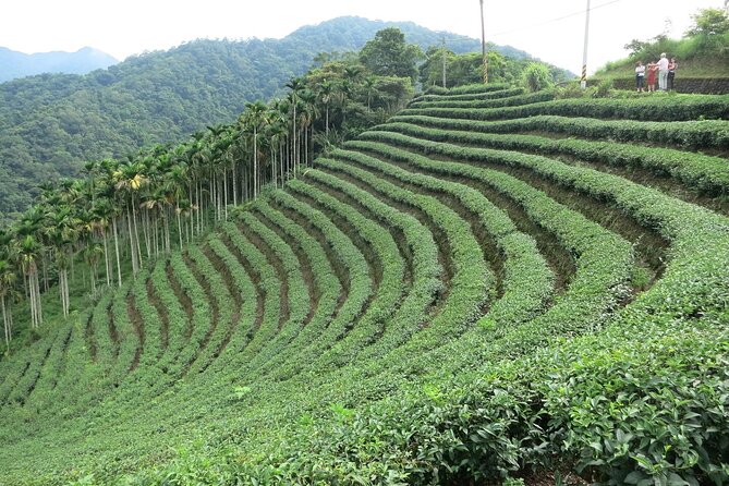 Thousand Island Lake and Pinglin Tea Plantation from Taipei - Key things to know before you go