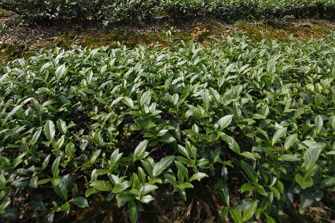 Thousand Island Lake and Pinglin Tea Plantation from Taipei - Bagua Tea Garden: tea rows on the hill and why this area fits tea farming