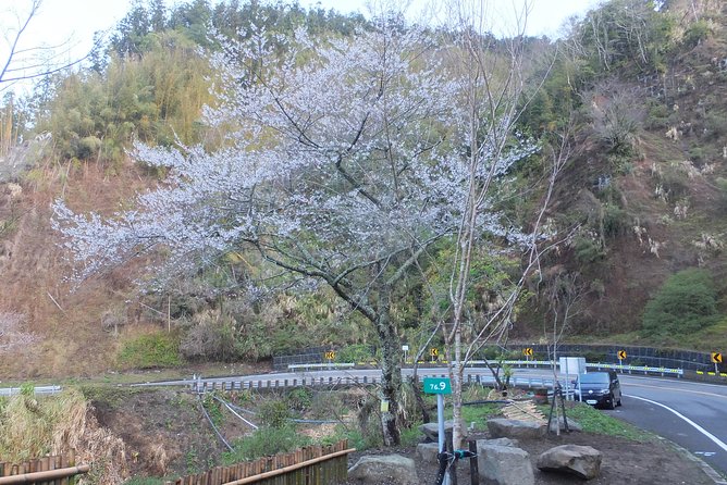 Two-day Sun Moon Lake & Alishan Forest Park Tour Package - Tianchang and Dijiu Suspension Bridges: Famous, Photogenic, and Weather-Dependent