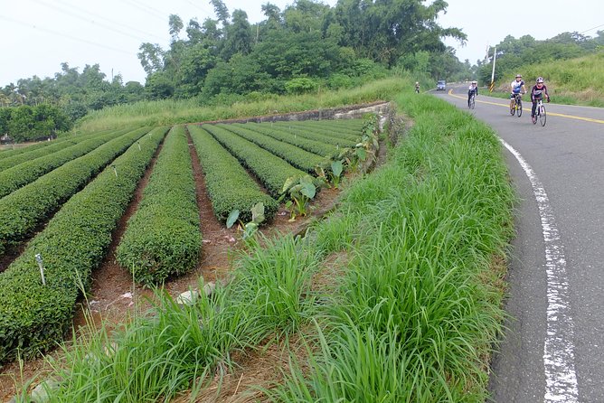 Two-day Sun Moon Lake & Alishan Forest Park Tour Package - Taipei Start, Meeting Point, and the Private-Group Feel